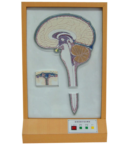 腦脊液循環電動模型